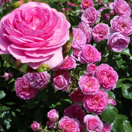 Rosa 'Ozeana' - Roos 'Ozeana' C4/4L